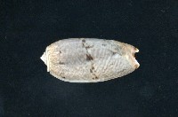 藏品(寡婦榧螺亞種)的圖片